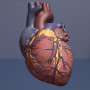 Study identifies estrogen receptor as key protector of the right heart in pulmonary hypertension
