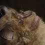 COVID-19 immunity may help protect against other bat coronaviruses