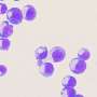 Possible new target for sickle cell disease and beta thalassemia treatment identified