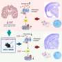 Peptide may offer multipronged approach to neurodegenerative disease