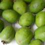 Clinical trial provides preliminary evidence of blood-pressure effect from feijoa