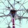 Experimental drug reverses paralysis and vision loss in multiple sclerosis model
