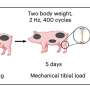 Gentle rhythmic tapping on shinbone helps injured brains heal faster in animal models