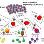 New HPV selection method could help develop more stable, easier-to-produce vaccines