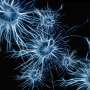 Blocking immune cells' path into the brain limits neurodegeneration