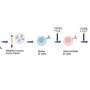 Precisely timed signals recreate key antibody factory features in human blood cells