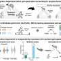 Beyond frailty: Mild cognitive impairment linked to slower gait speed