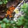 Rewilding urban home yards may benefit human microbiome and inflammatory response in just three months