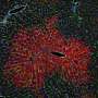 Blood flow directs signals that assign liver cells their jobs, mouse study finds