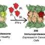 Experimental chemotherapy uses stealth tactic to activate inside cancer cells