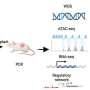 Stem cell–like tumor state may help identify high-risk small-cell lung cancer
