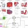 AI tool reveals what attracts immune cells to tumors and what keeps them away