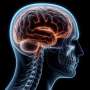 Blocking a nerve protein could interrupt chronic pain rather than simply mask it