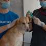 Community-led dog vaccination could save children's lives