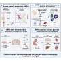 Human stem-cell model reveals a shared origin for tissue-resident macrophages