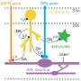 Dopamine prompts brain support cells to boost movement-control neurons, study suggests