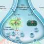 Cellular 'energetic switch' could help separate drug rewards from natural pleasure