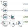 Abdominal fluid reveals rare immune cells that may limit attacks on tumors