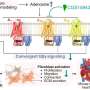 Three heart cell receptors share unexpected signal that drives scar formation
