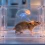 Single psilocybin dose linked to increased social exploration in OCD mouse model