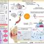 High blood pressure can accelerate osteoarthritis joint damage via a newly identified hormone pathway
