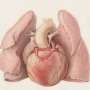 Imaging agent may improve diagnoses for rare heart disease
