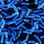 Natural compound shows promise against C. difficile while largely sparing healthy gut bacteria
