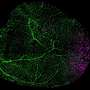 Newly discovered cell type helps shape blood vessel growth in the heart