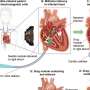 Tiny robots speed medicine through body to the heart