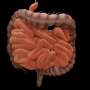 Researchers find dietary interventions may prevent inflammatory symptoms associated with Hirschsprung disease