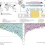 What happens when brain tumors return? International study tracks genetic changes behind recurring cancers
