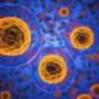 Newly discovered inflammatory cell signaling could open the door to autoimmune disease treatments