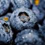 Blueberries can modify the gut microbiome in older adults with mild depression