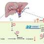 A gut microbe makes a fatty acid that cuts artery plaque in half in mice