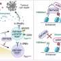 Scientists find the gene that drives T-cell exhaustion, revealing new strategy to improve immune responses