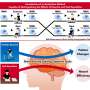 Exercise alters brain activity during cognitive tasks, advanced imaging finds