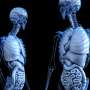 Liver and brain pathways drive distinct symptoms in a rare epilepsy model