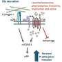 Collagen scaffolding helps cancer cells survive inside nutrient-starved tumors