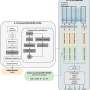 Deep learning model using ECGs during sleep studies can predict cardiovascular outcomes