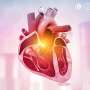 Elevated C-reactive protein linked to increased risk for incident heart failure, all-cause mortality