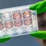 Can exercise do more harm than good? Mini-heart research is uncovering new answers