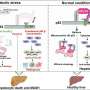 Restoring enzyme involved in cellular cleanup could reduce inflammation and scarring from liver disease MASH