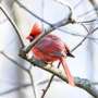 Forest landscapes and birdsong soundscapes have independent physical health benefits