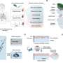 Skin-like patch takes less than a minute to apply and detects sleep apnea events in pilot tests