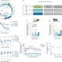 Experimental gene-silencing therapy offers hope for hepatitis B cure