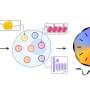 Reversing age by reprogramming gene expression networks