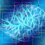 Researchers identify specific brain circuits associated with anxiety in adolescents