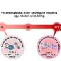 Ovaries remain active decades after menopause, study reveals