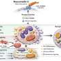 Neurotransmitter may help aggressive prostate cancer shut out immune cells from the start
