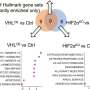 Combination therapy emerges as possible treatment for an aggressive form of kidney cancer